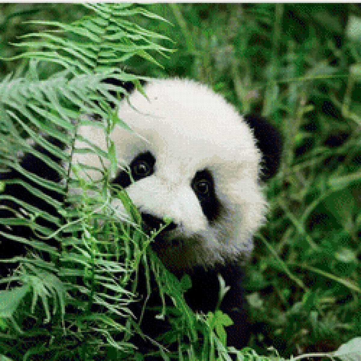 Панда - предпросмотр