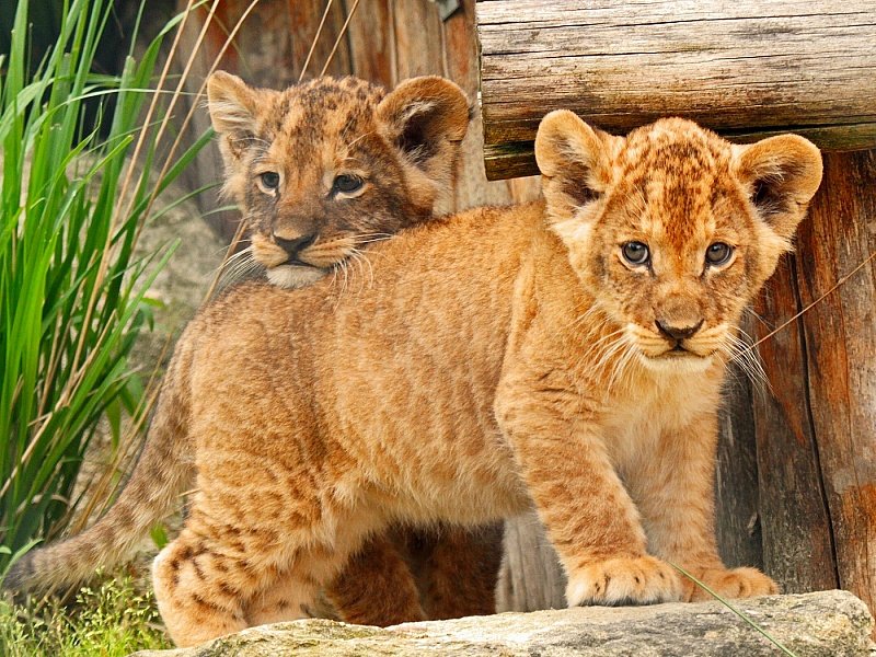 Львята - львенок, лев, львята, животные, львы - оригинал