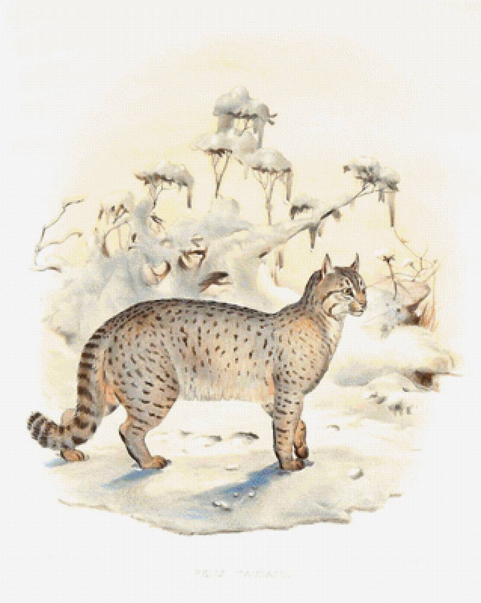 мир животных - мир животных - предпросмотр