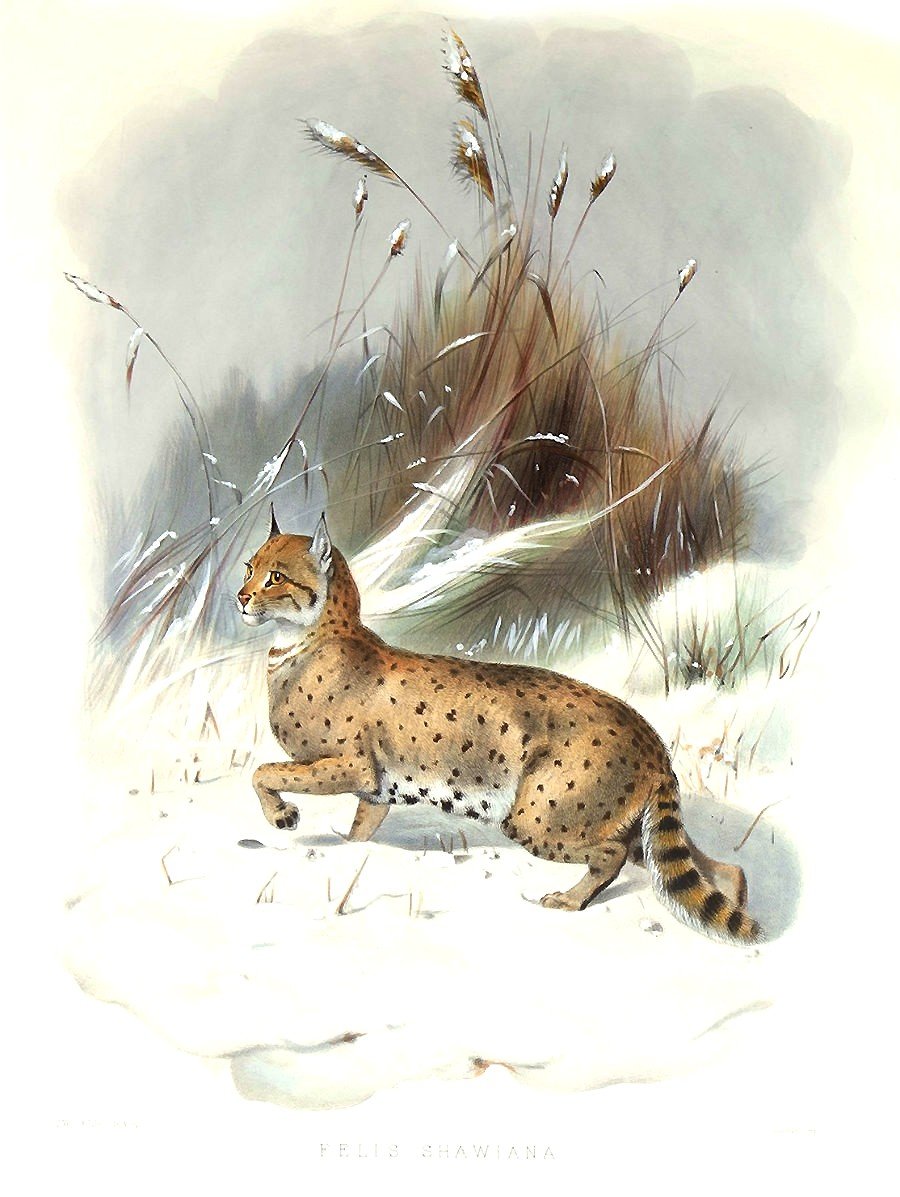 мир животных - мир животных - оригинал