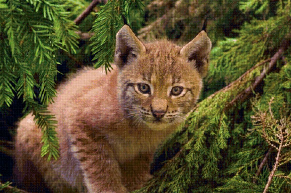 Рысёнок - природа, рысенок, рысь, животные - предпросмотр