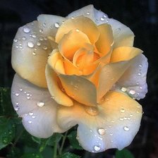 Схема вышивки «ROSA HUMEDA»