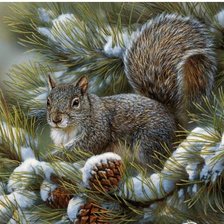 Схема вышивки «белка»