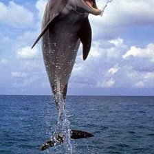 Схема вышивки «499»