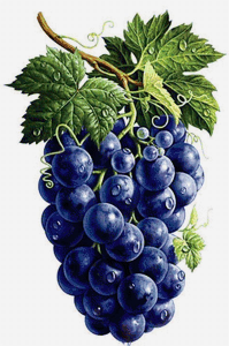 виноград - виноград - предпросмотр