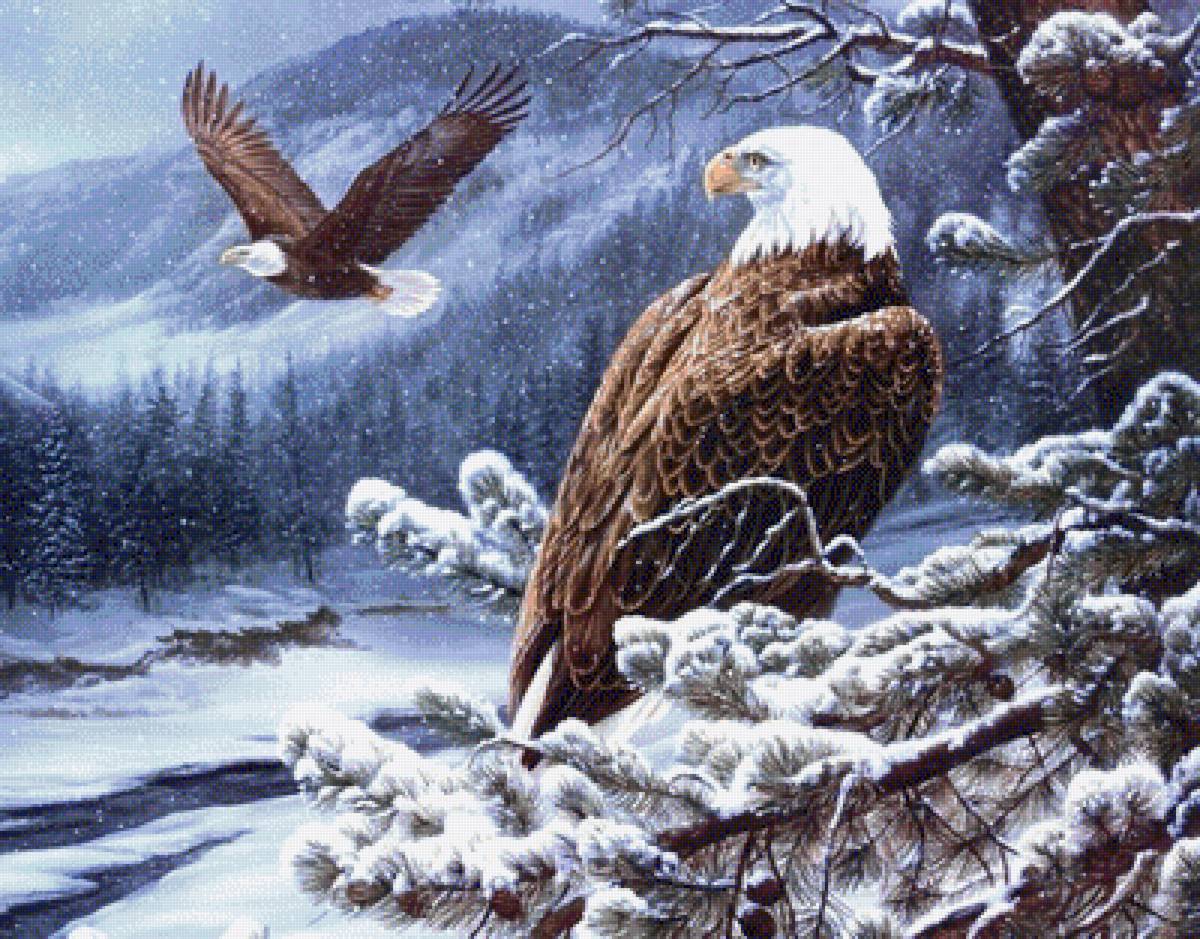 Орел - орел зима природа пейзаж - предпросмотр