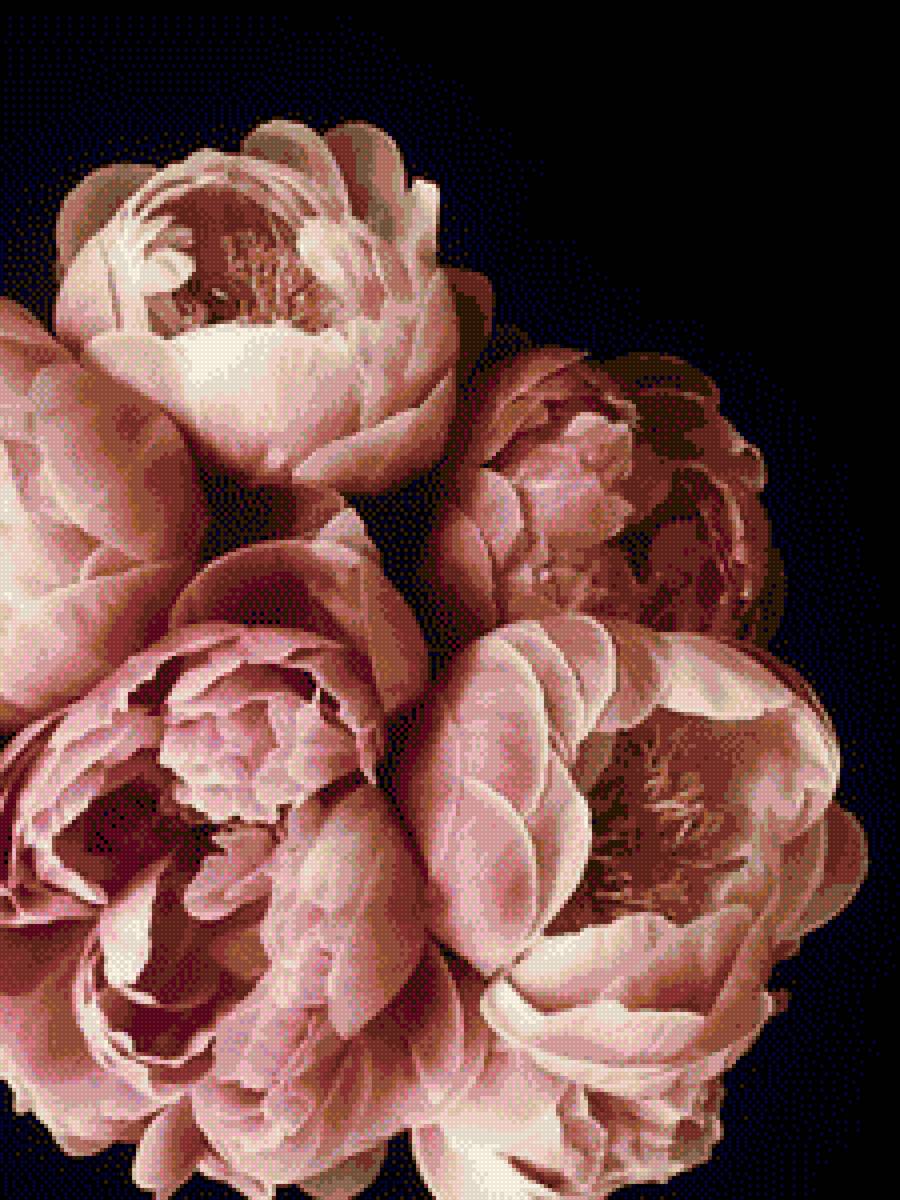 Пионы4 - предпросмотр