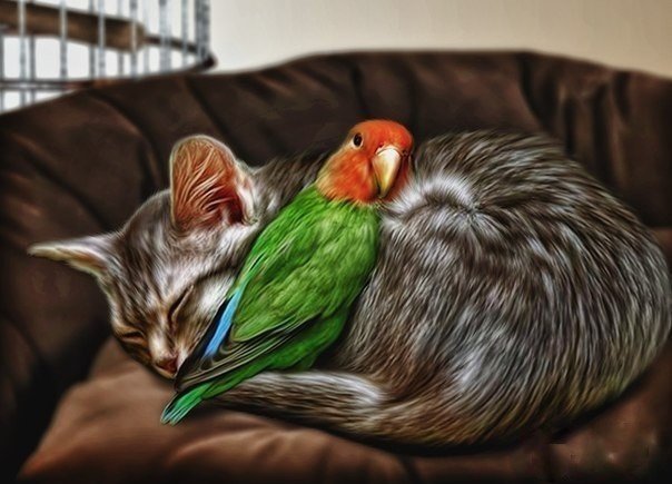 Друзья - котик, кот, рисунок, животные, птичка, птица, попугай - оригинал