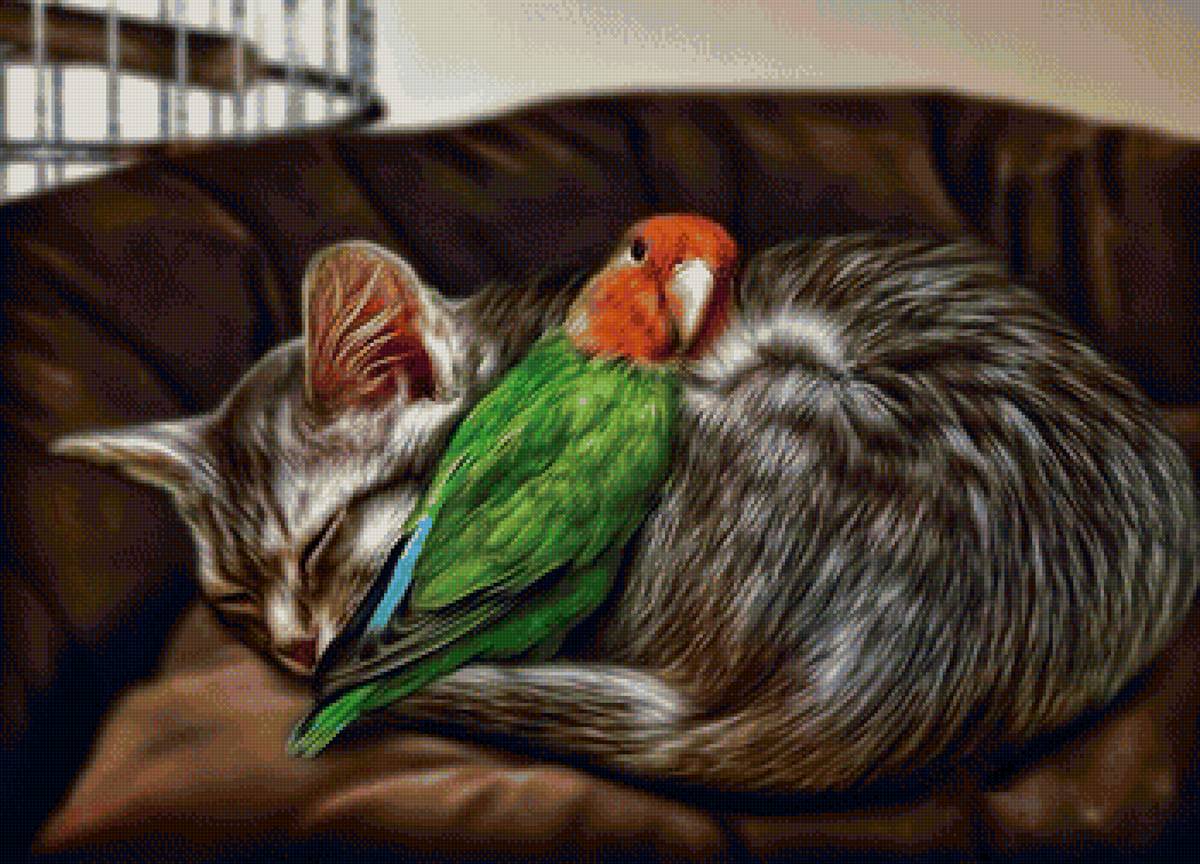 Друзья - птичка, рисунок, попугай, животные, птица, кот, котик - предпросмотр
