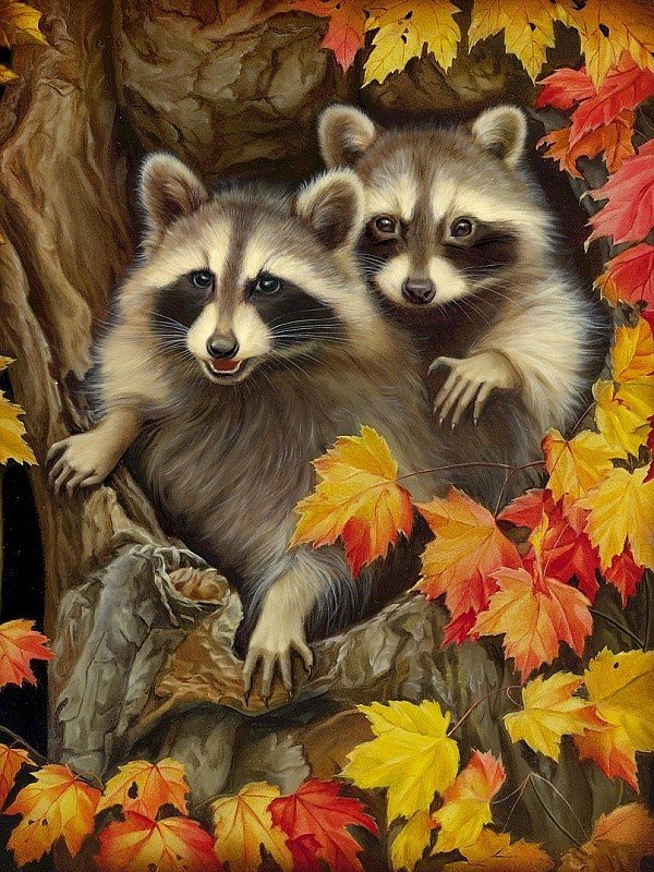 Еноты - еноты, енот, природа, рисунок, животные, листья, осень - оригинал