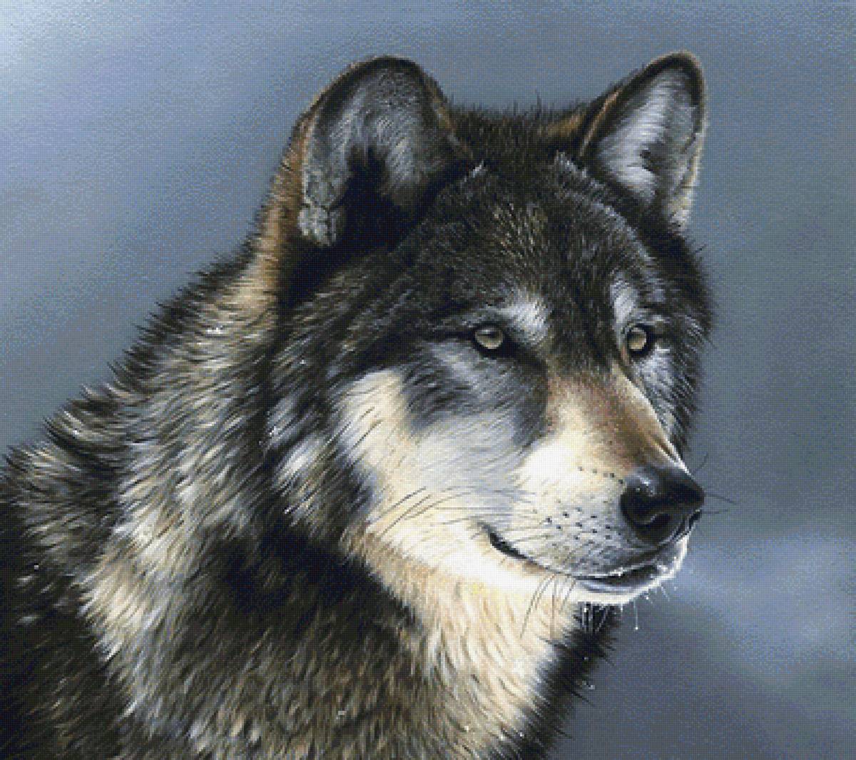 волк - мир животных - предпросмотр