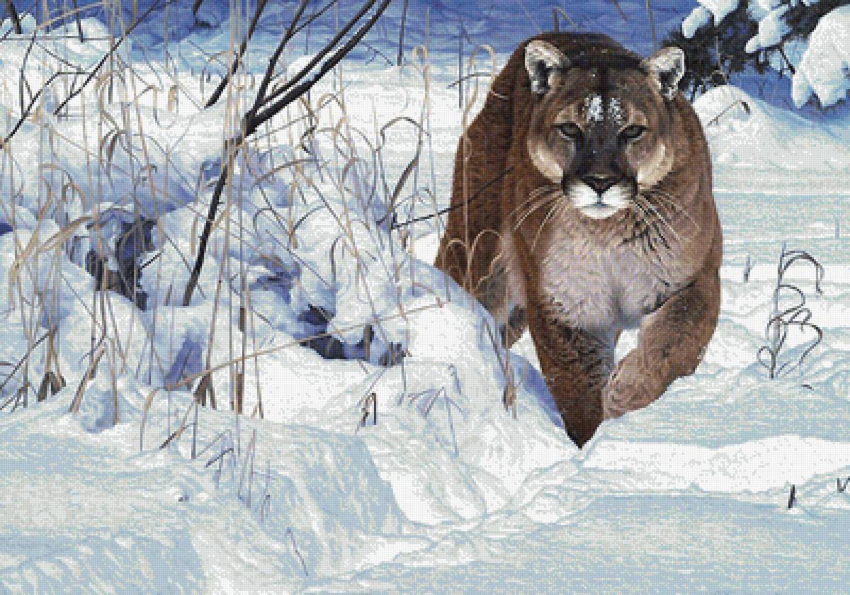 пума - мир животных - предпросмотр
