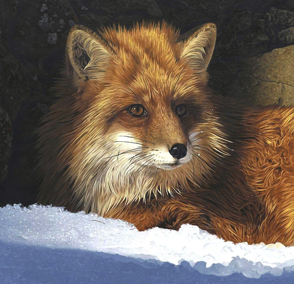 лиса - мир животных - оригинал