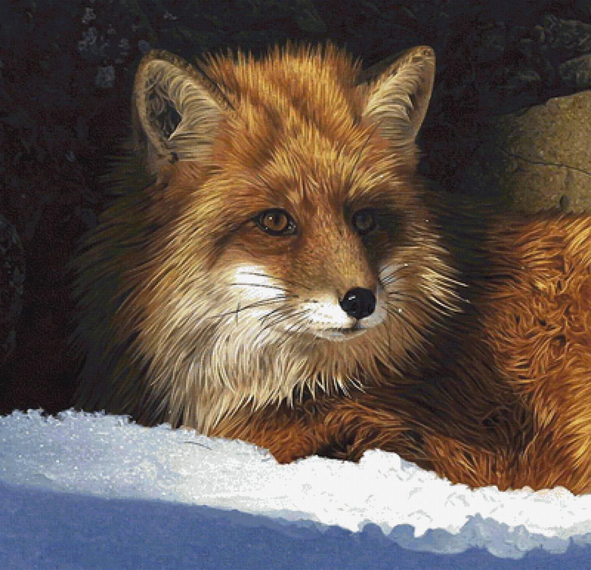 лиса - мир животных - предпросмотр