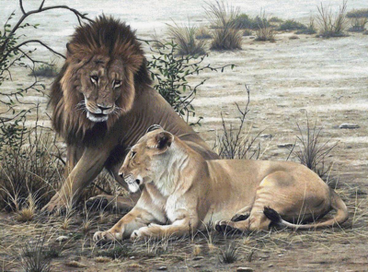 львы - мир животных - предпросмотр