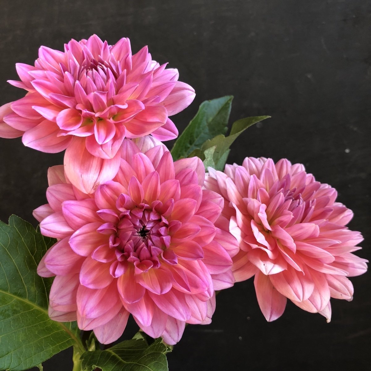 Цветы - цветы, букет - оригинал