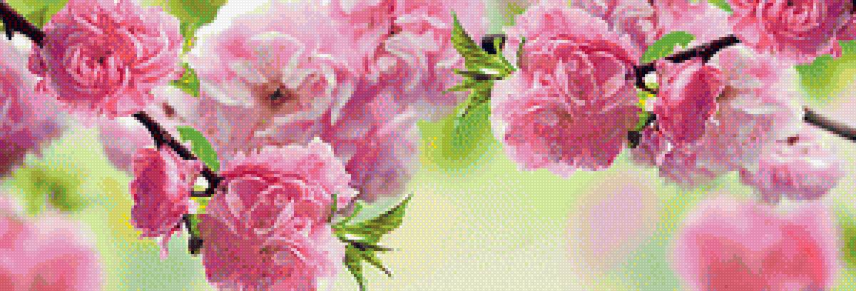 Цветы - весна, сад, цветы - предпросмотр