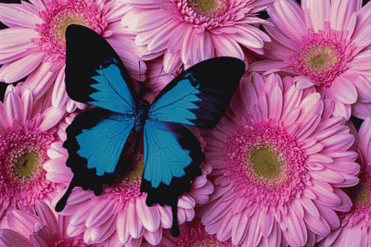 motýl - предпросмотр