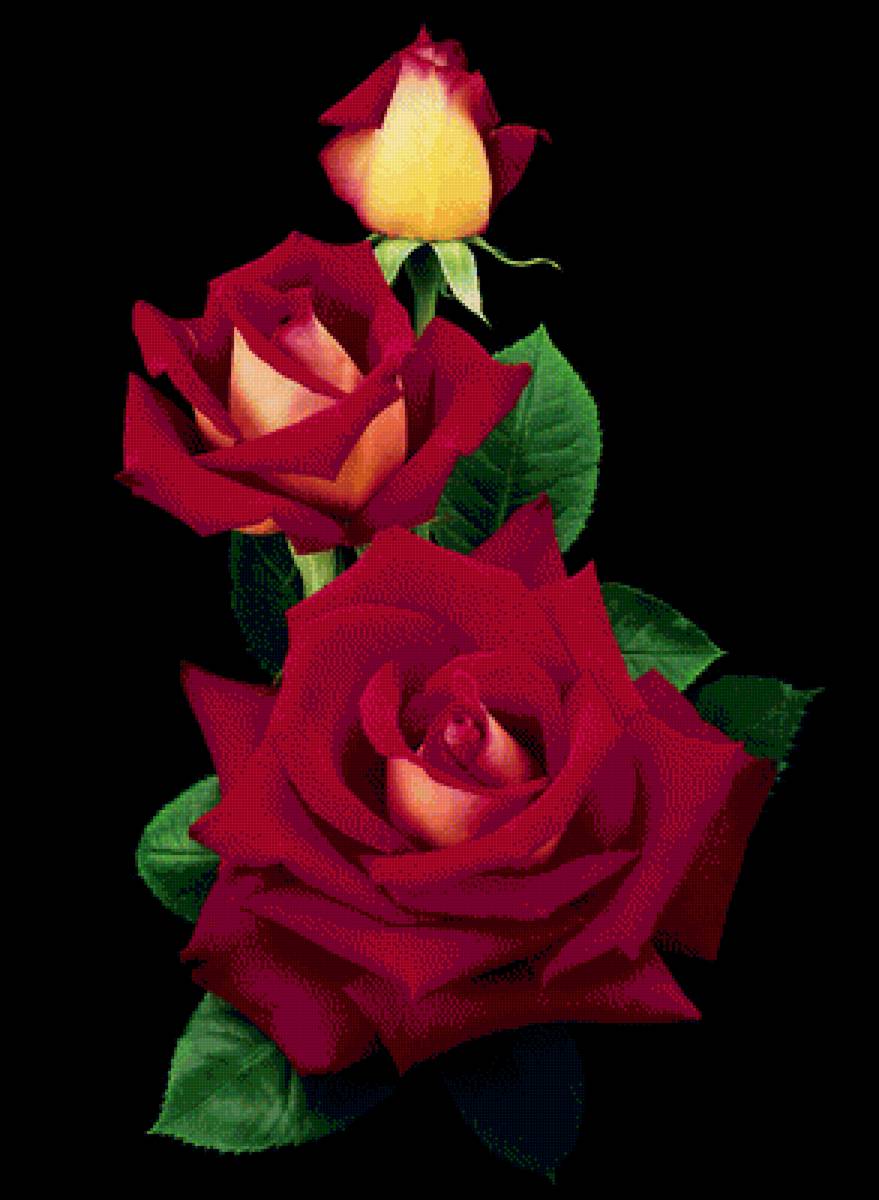 Розы - цветы, розы - предпросмотр