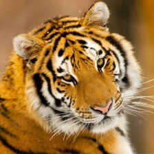 Схема вышивки «Тигр»