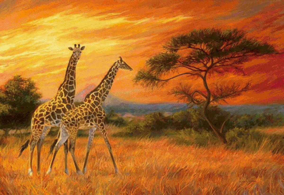 Закат в саванне - африка, закат, жирафы - предпросмотр