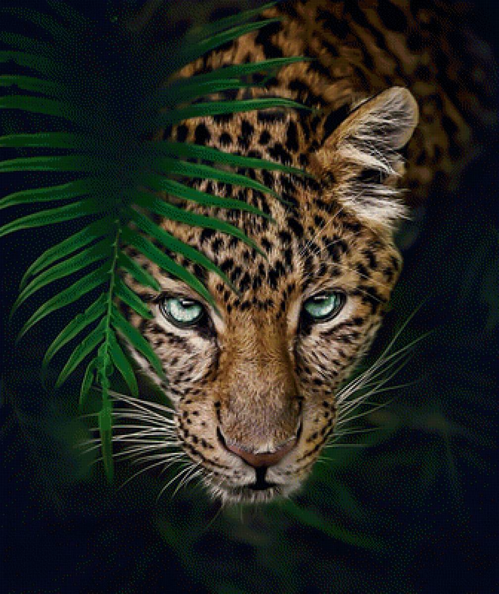 Хищный взгляд - леопард хищник взгляд - предпросмотр