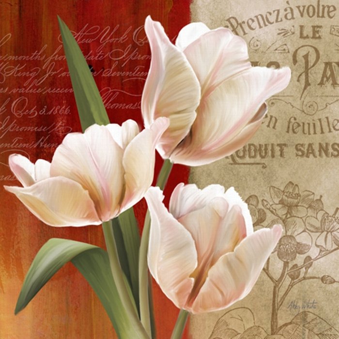 Белые тюльпаны - тюльпаны, рисунок, цветы - оригинал