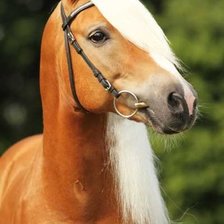 Схема вышивки «Лошадь»