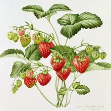 Схема вышивки «НАТЮРМОРТ С КЛУБНИКОЙ»