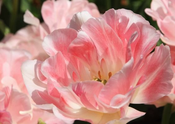 ПИОН - пион - оригинал