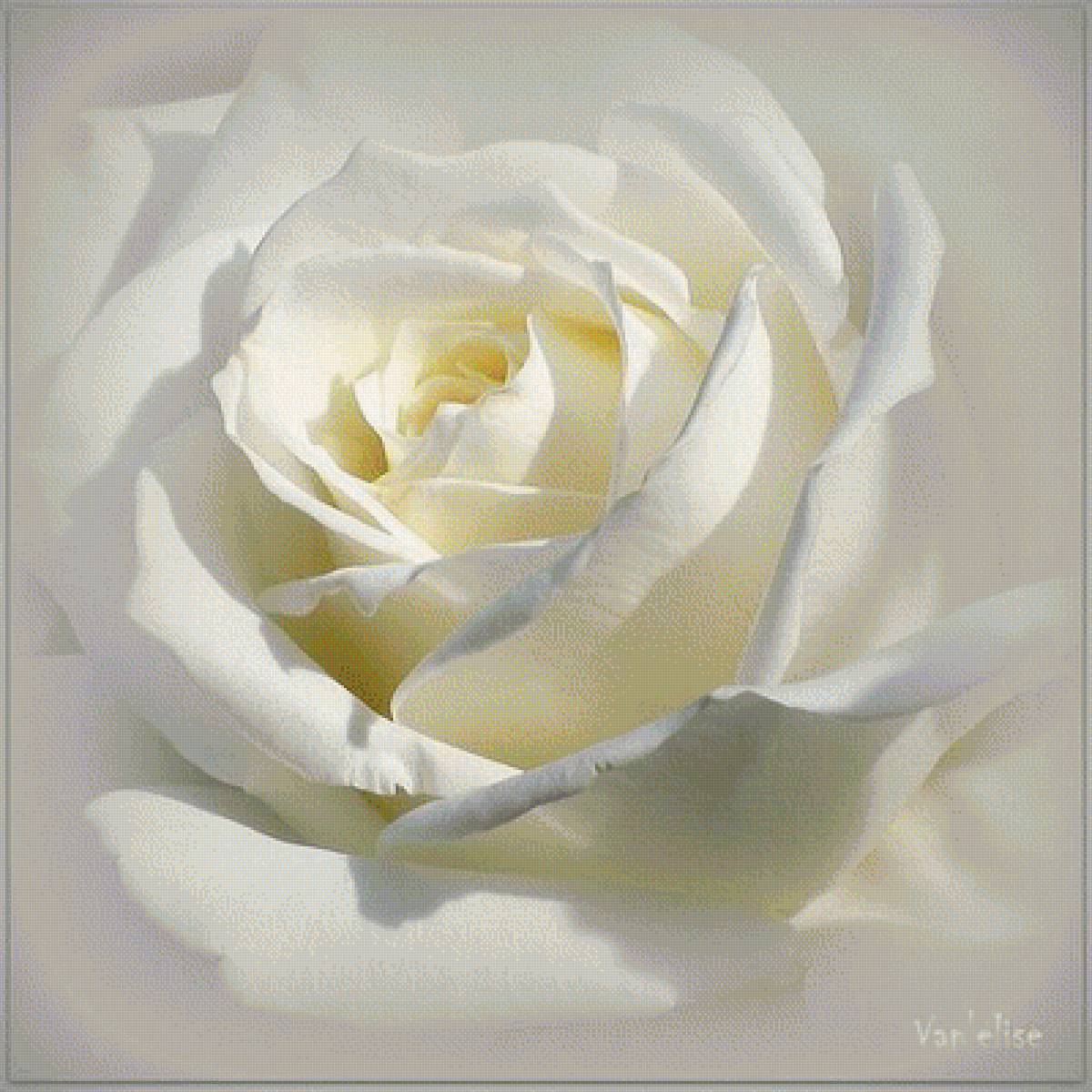 РОЗА - розы - предпросмотр