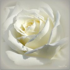 Схема вышивки «РОЗА»