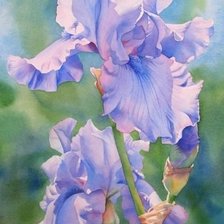 Схема вышивки «ИРИСЫ»