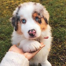 Схема вышивки «Верность»