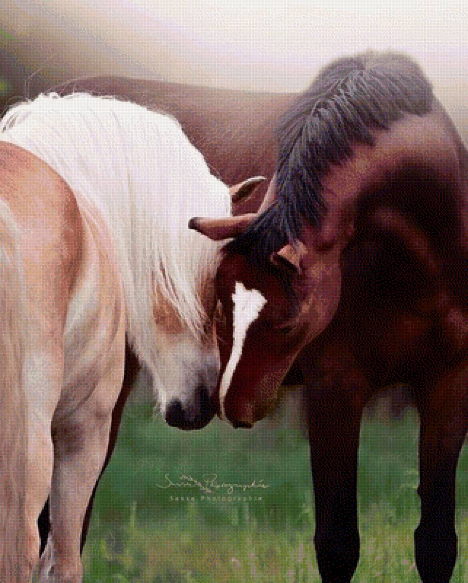 Нежность - лошади, животные - предпросмотр