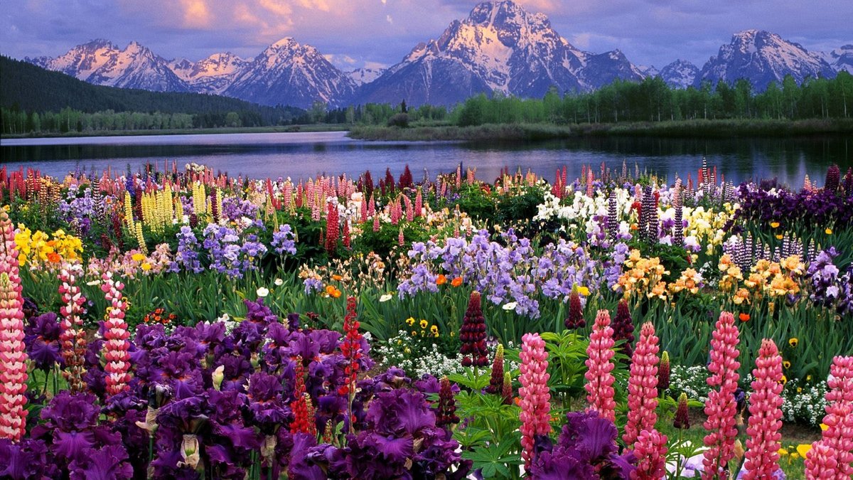 Луг с цветами - цветы, озеро, луг, горы - оригинал