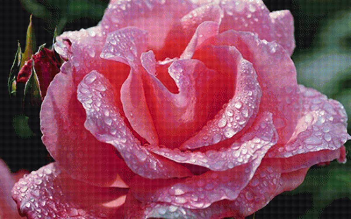 розы - предпросмотр