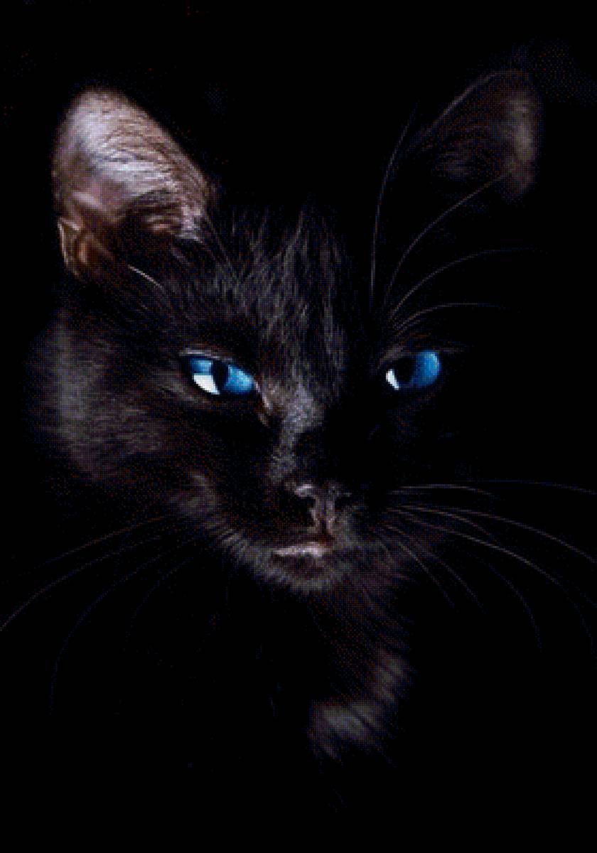 Черная кошка - животные, кошка - предпросмотр