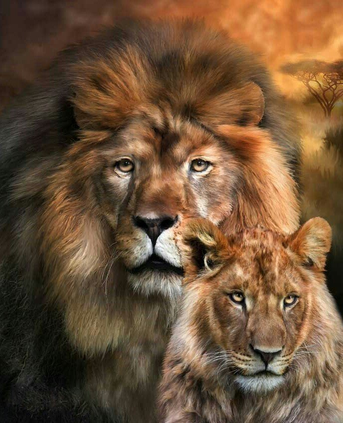 Львы - рисунок, животные, львица, лев, львы - оригинал