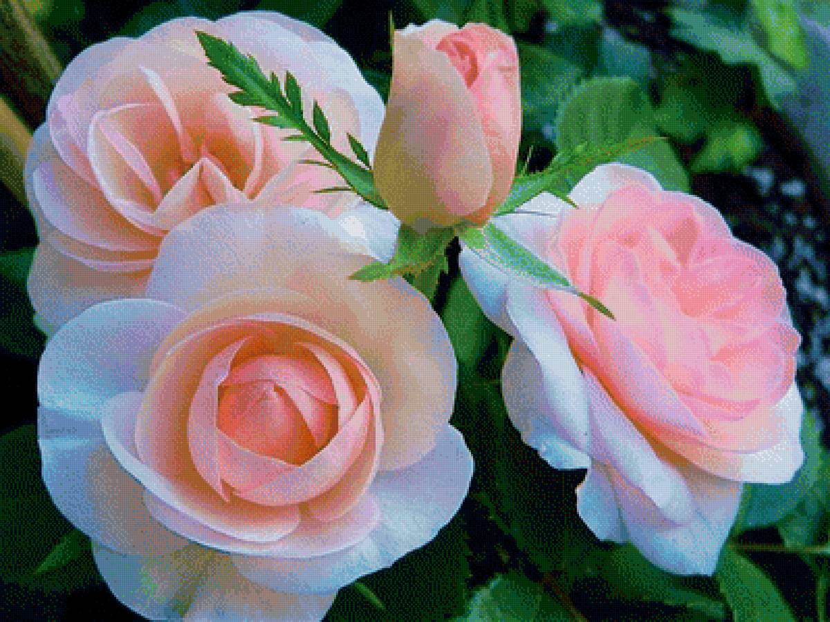 Розы - цветы, роза - предпросмотр