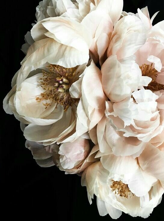 Пионы 5 - оригинал