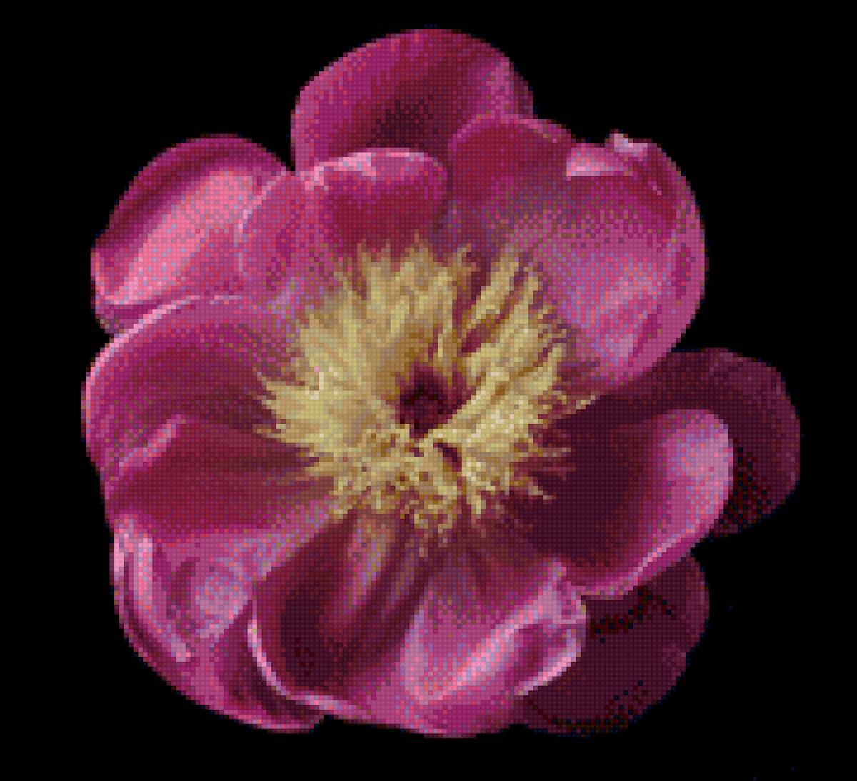 Пион - цветы, пион - предпросмотр