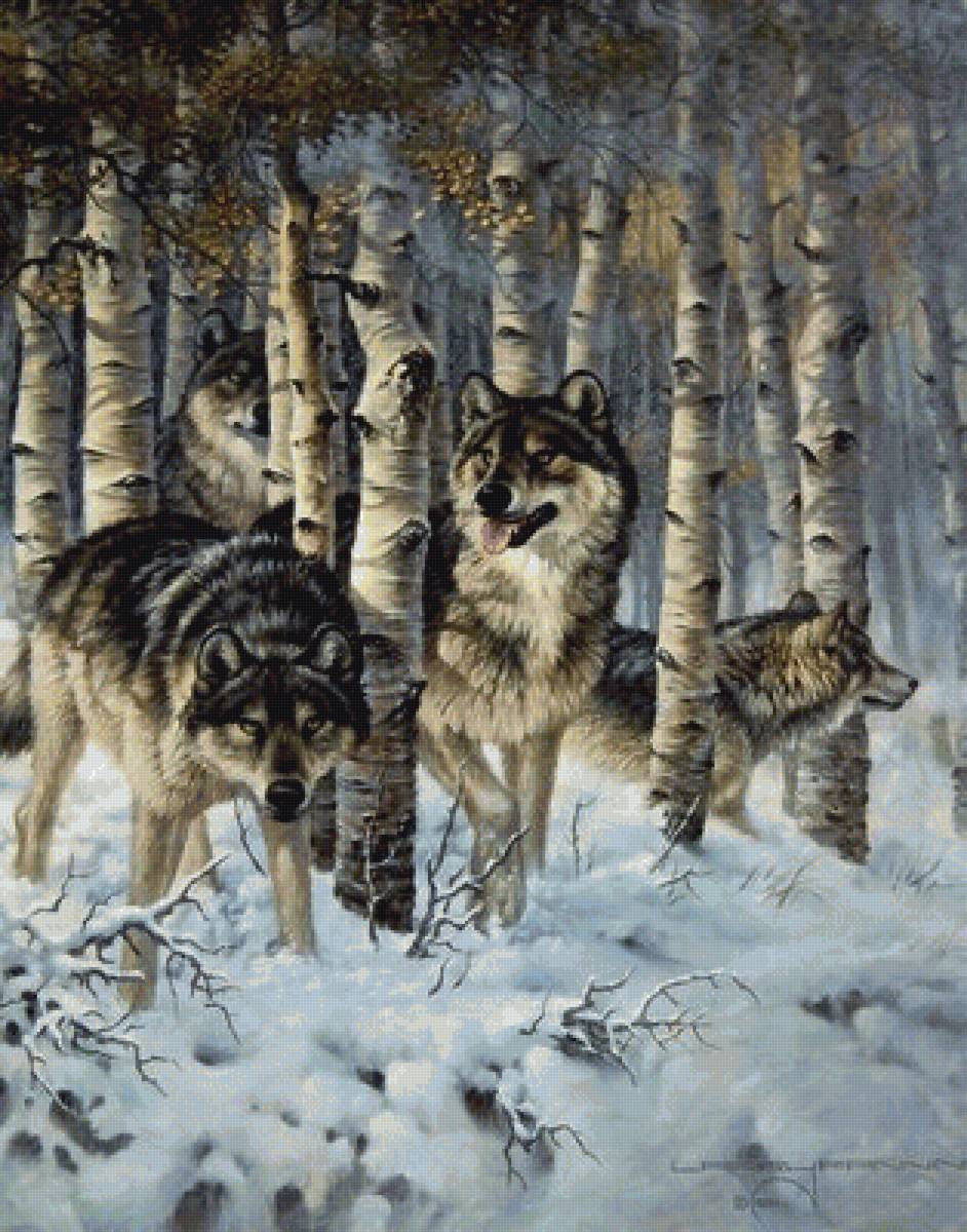 Волки - лес, стая, волки, березы, зима - предпросмотр