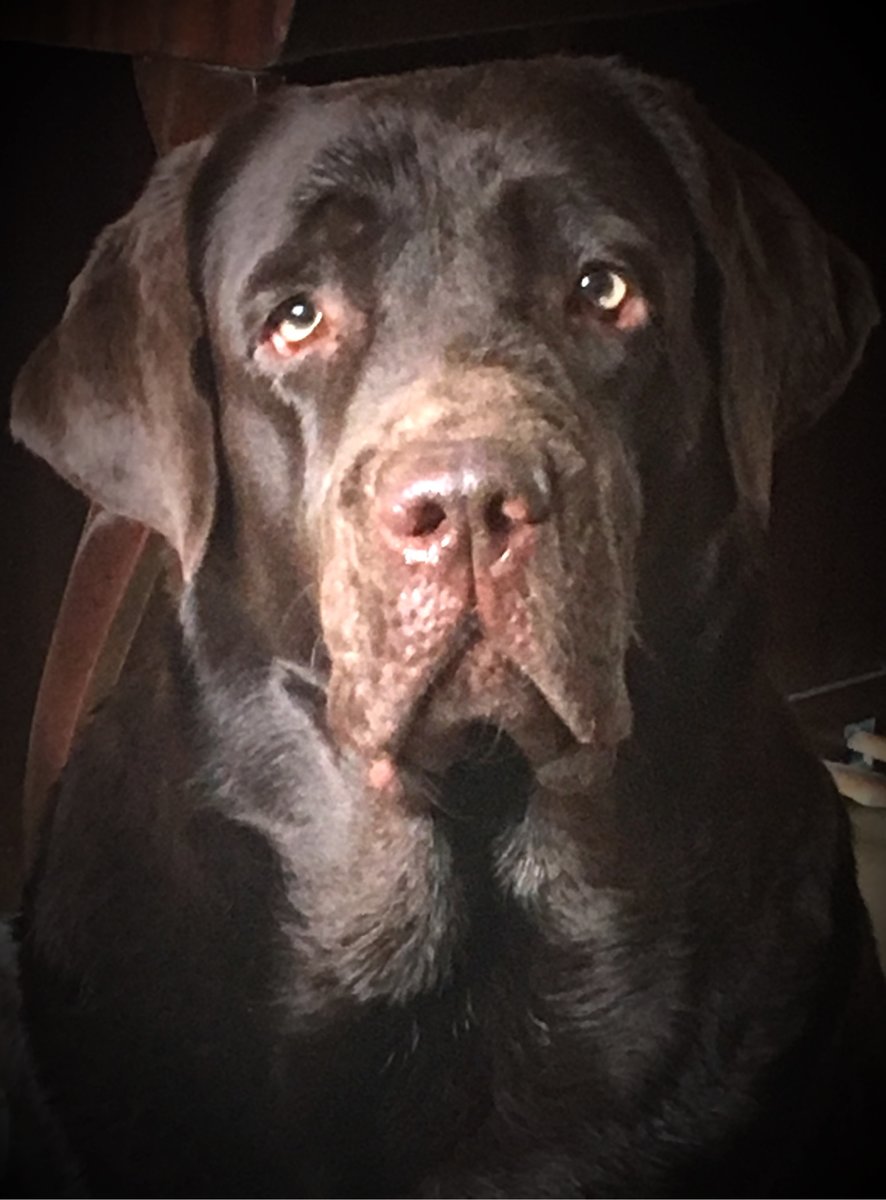 Лабрадор - шоколадный лабрадор, красавица - оригинал