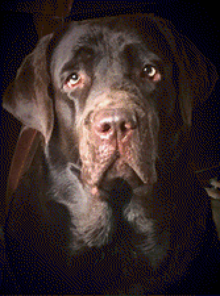 Лабрадор - шоколадный лабрадор, красавица - предпросмотр