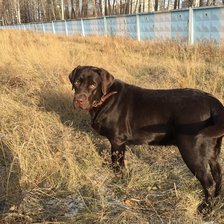 Схема вышивки «Лабрадор»