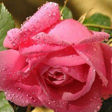 Схема вышивки «розы»