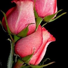 Схема вышивки «розы»