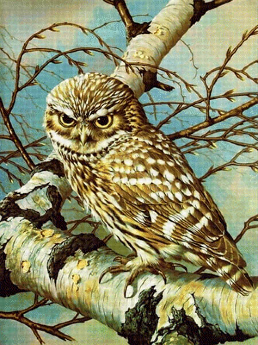 Мир птиц - сова, лес, арт, природа, птица, фэнтези - предпросмотр