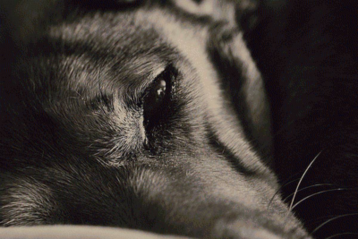 Взгляд - собаки, животные - предпросмотр